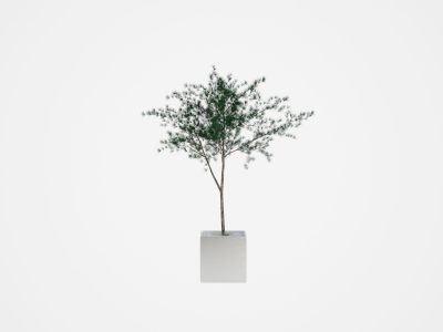 Modello di albero 3d fotoreal max 03