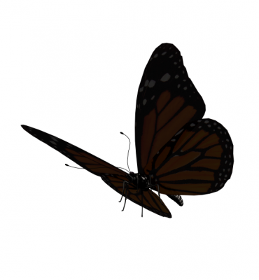 3DS Butterfly Model