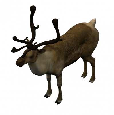 3ds Max软件驯鹿模型