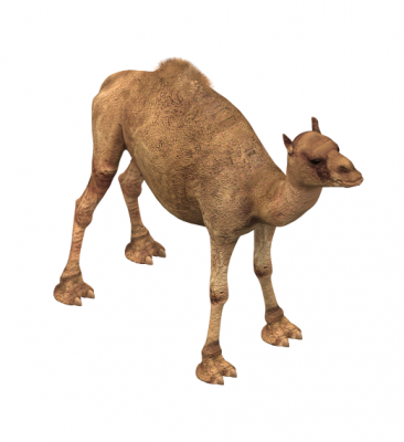 Camel modello 3d max