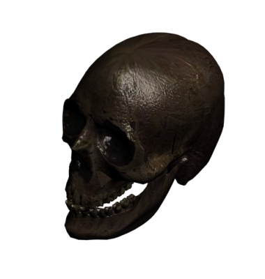 人間の頭蓋骨3d maxモデル