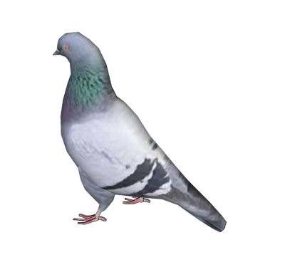 Modello di Sketchup di piccione