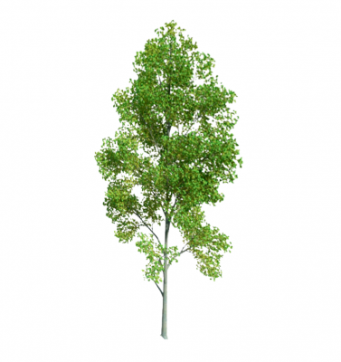 Alder tree Sketchup model 