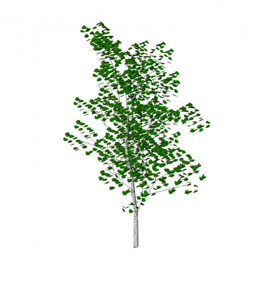 Modelo de Sketchup de árvore de álamo