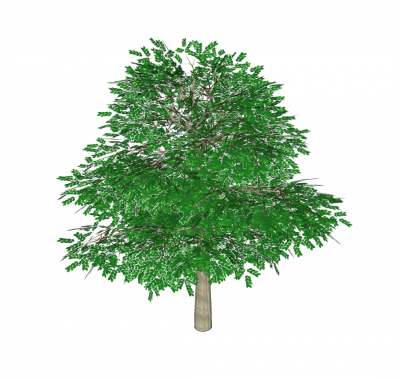 Бук-дерево Модель Sketchup