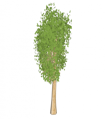 Birch tree Sketchup model 