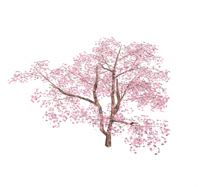 Вишневое дерево Модель Sketchup