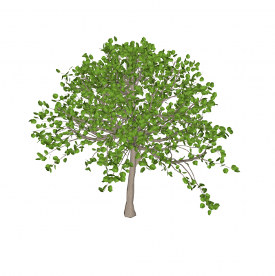 Elm tree Sketchup model 