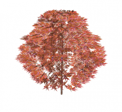 Maple tree Sketchup model 