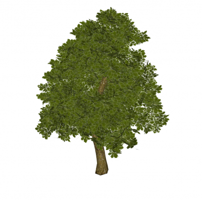 Oak tree Sketchup model