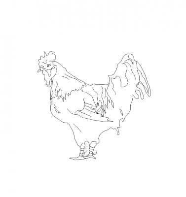 Elevação da galinha