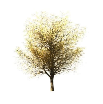 M_RPC Tree - Fall Revit Family 