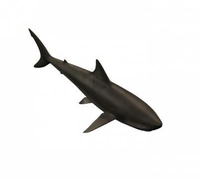 Shark 3DS Max model