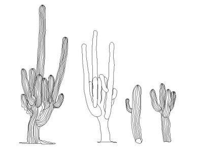 Collezione di cactus