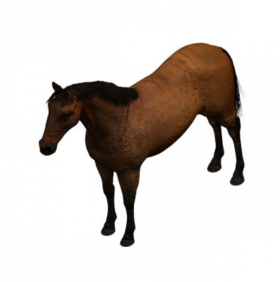 Modello Horse 3DS Max