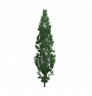 Poplus Baum