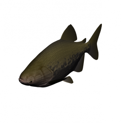 Modello Fish 3DS Max