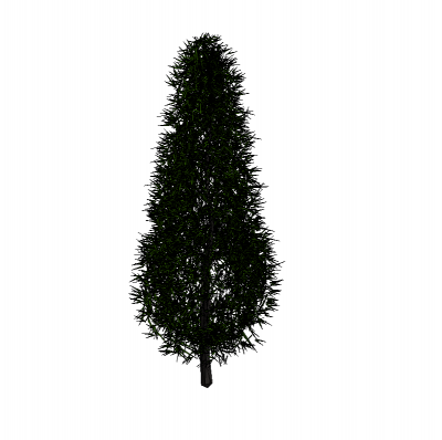 Scotch pine modèle arbre Revit
