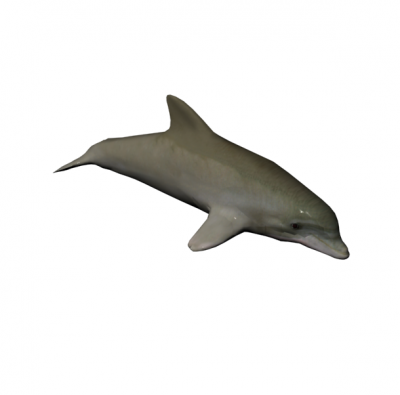 Bottlenose dolphin 3D MAX BLOCK 
