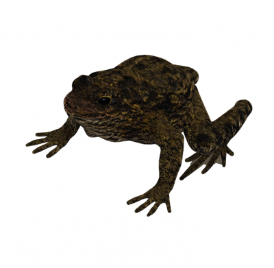 modèle Frog Max