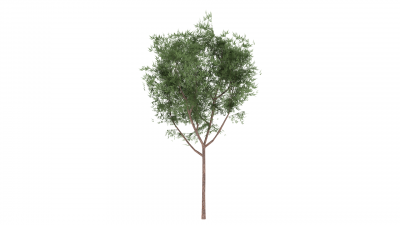 Tree African Sumac 1y 3dsMax