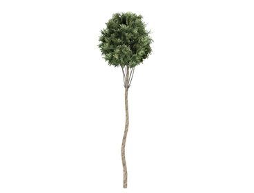 Tree Boxwood_Topiary 3dsmax