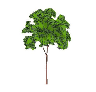 Elevação das árvores - Cor (single1)