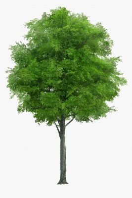 Fraxinus americana Tree.dwg
