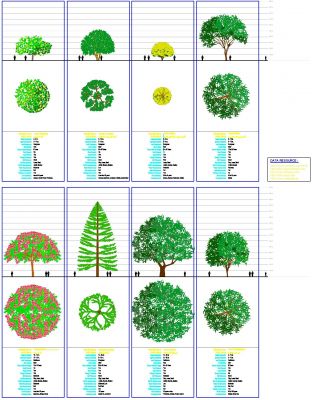 Bäume mit Datenblättern - Gruppe 1