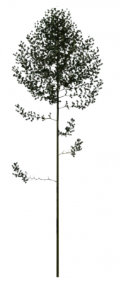 High Yellow Pine (Adult)  tree revit family