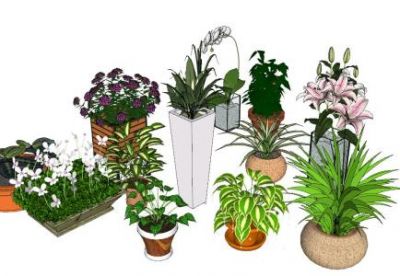 観葉植物-SketchUp 3D