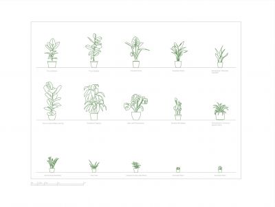 15 комнатных растений (метрика)