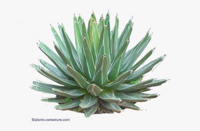 plant-agave-plant dwg. 